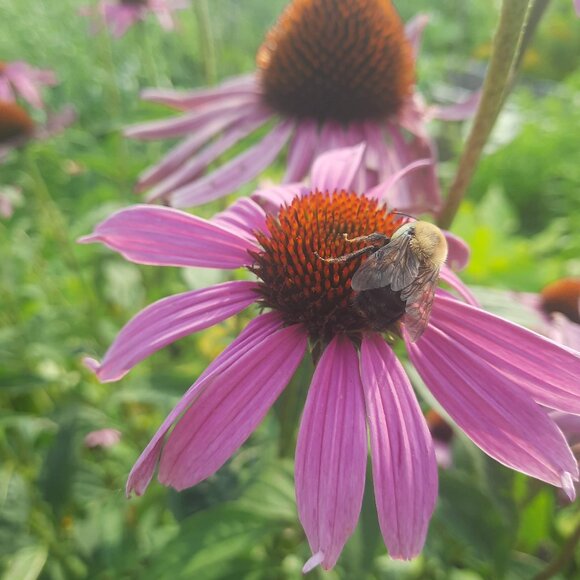 Meet your Posher, Ciel - Picture 1 of 1